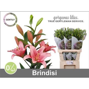 Li La Brindisi