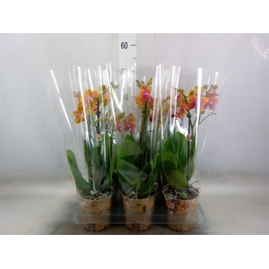 Phalaenopsis multi.   ...orange