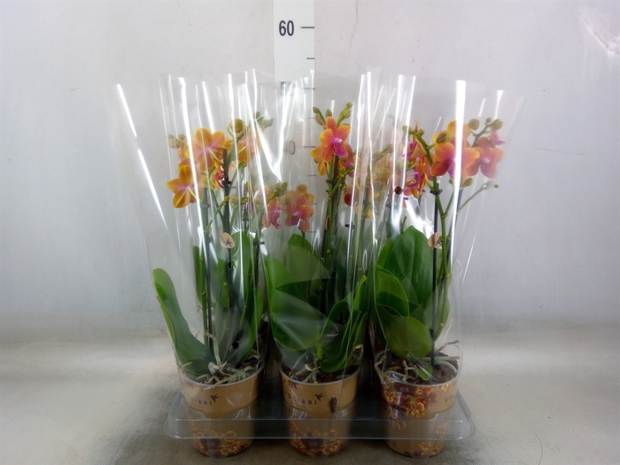 <h4>Phalaenopsis multi.   ...orange</h4>