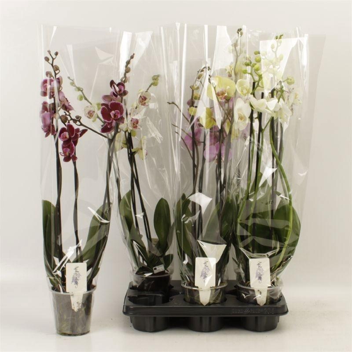 <h4>PHAL GEM 4 KL</h4>