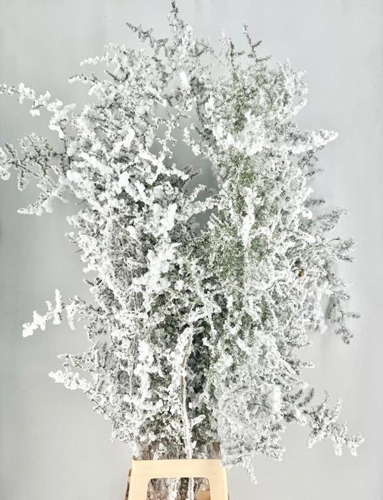 <h4>Asparagus Wild Snow White Biological</h4>