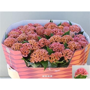 Celosia C Pink Delight
