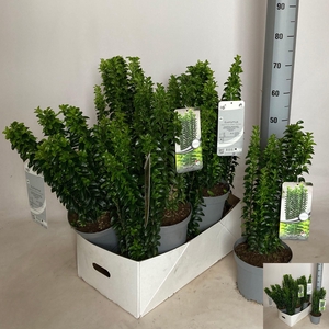 EUONYMUS JAP GR ROCK