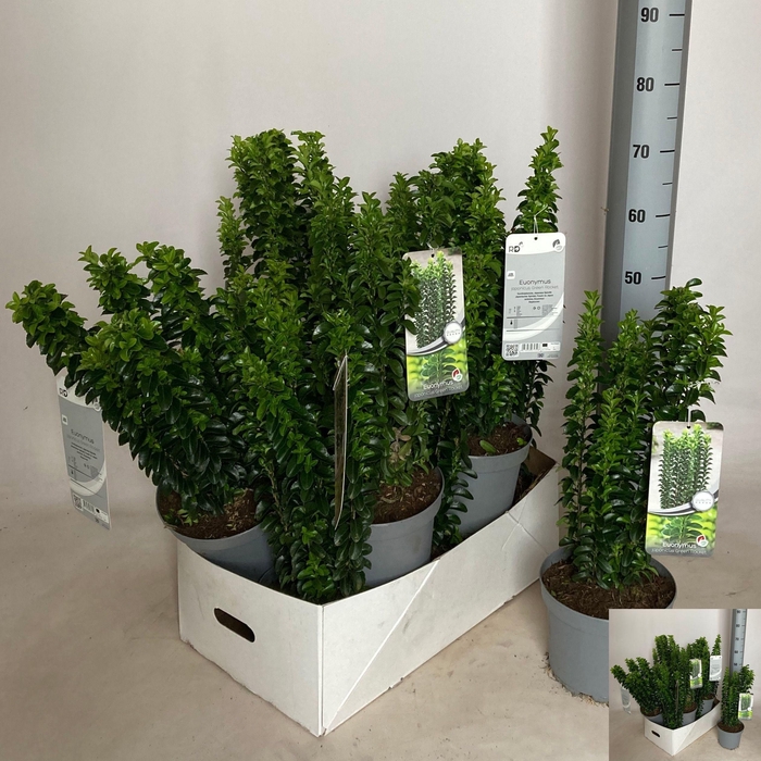<h4>EUONYMUS JAP GR ROCK stock</h4>