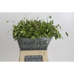 Chasmanthium latifolium