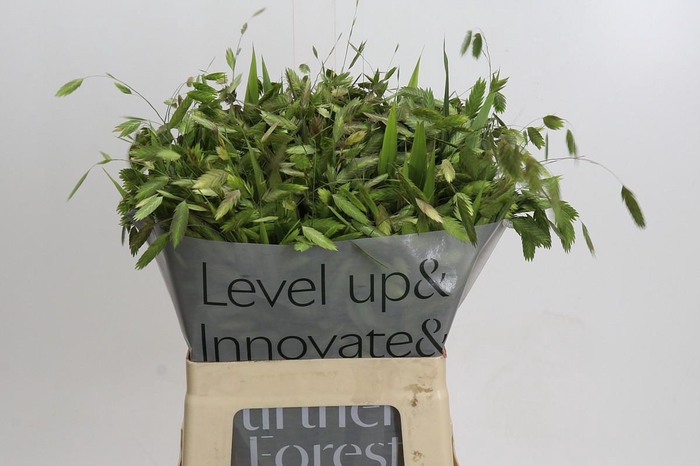 <h4>Chasmanthium latifolium</h4>