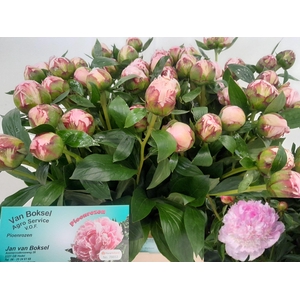 PAEO L SARA BERNHARD