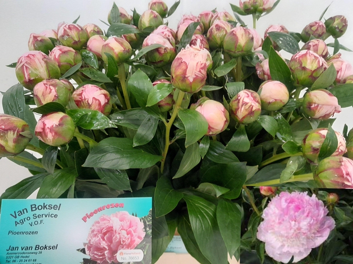 <h4>PAEO L SARA BERNHARD</h4>