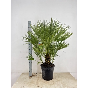 CHAM HUMILIS