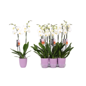 Phalaenopsis White, 2-spike Lilac Ceramics