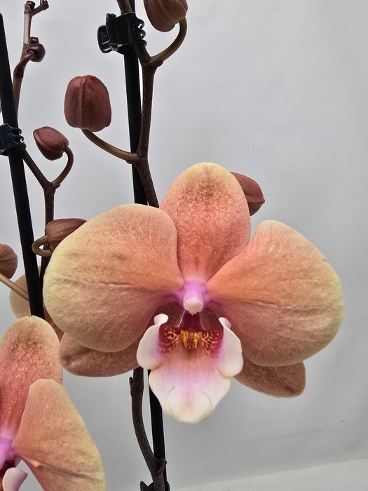 <h4>Limited 82 week10</h4>