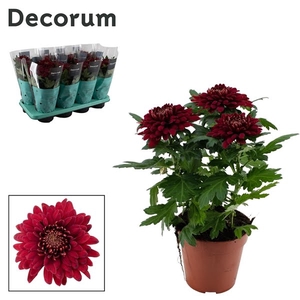 Decorum Chrysanne® Zembla Next Red