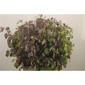 Lunaria Ann Paarse P