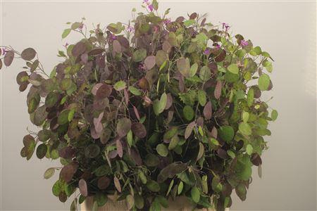 <h4>Lunaria Ann Paarse P</h4>