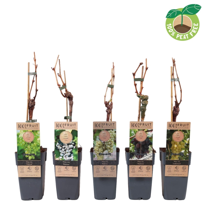 <h4>Vitis vinifera</h4>