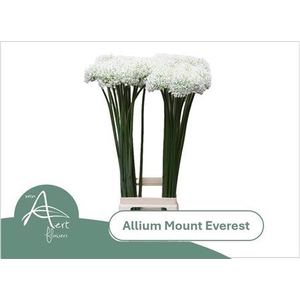 Allium Mount Everest 90cm