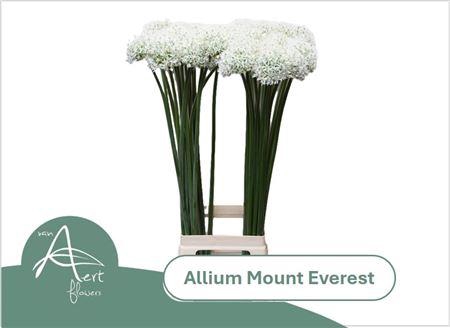 <h4>Allium Mount Everest</h4>