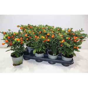 arr8 Solan Ps Bartoli Bes