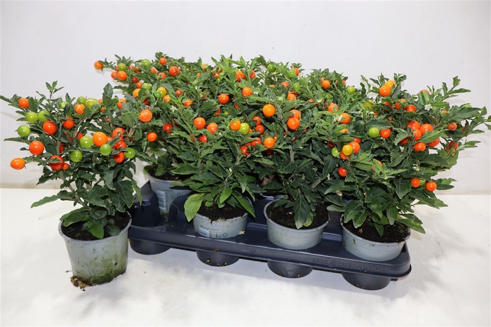 <h4>arr8 Solan Ps Bartoli Bes</h4>