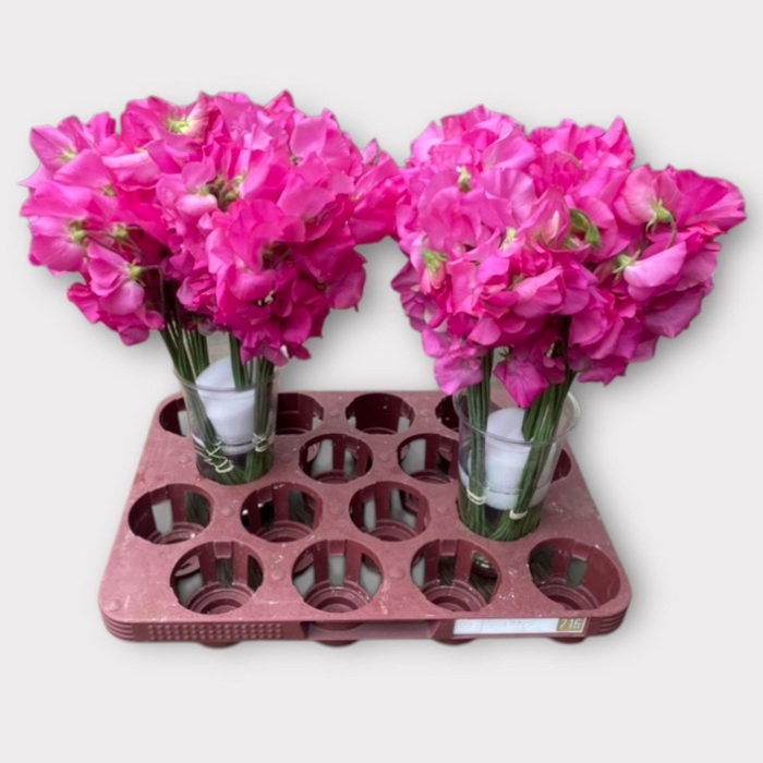 <h4>LATHYR WI SUNS ROSE</h4>