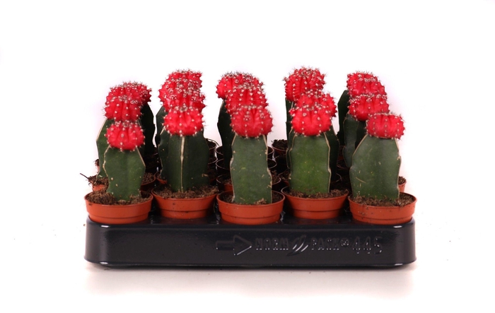 Cactus geent rood 5,5 cm