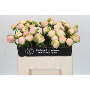 Paeonia Moon over Barrington