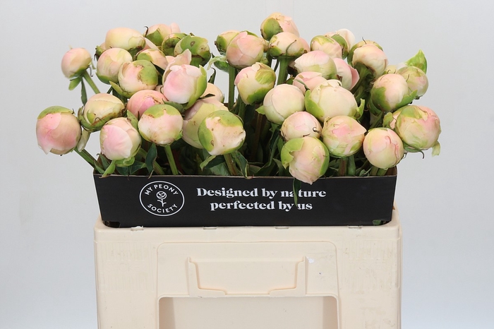 <h4>Paeonia Moon over Barrington</h4>