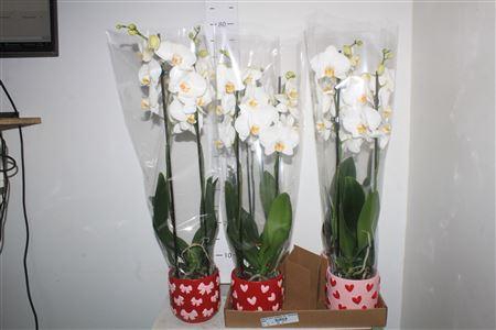<h4>Phal Ov Wit 2 Branche 16+ Keramiek</h4>