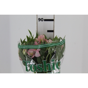 ALSTROEMERIA DUBAI 080 CM