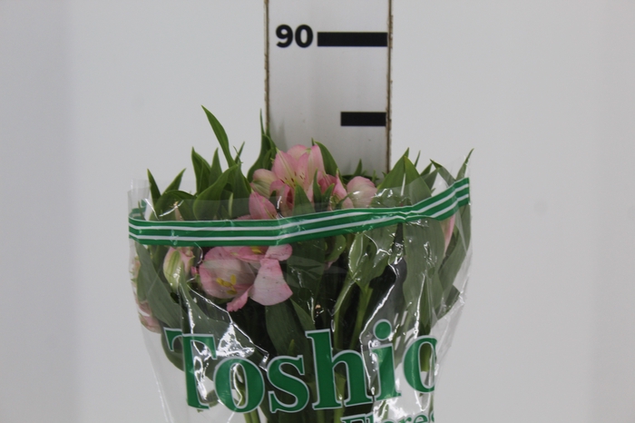 <h4>ALSTROEMERIA DUBAI 080 CM</h4>