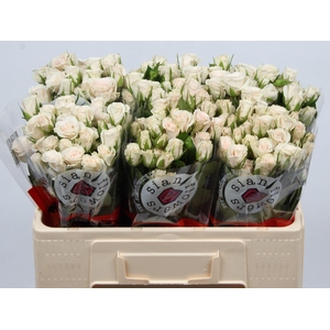 R TR ROYAL PORCELINA