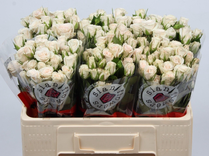 <h4>R TR ROYAL PORCELINA</h4>