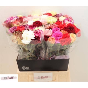 DI ST GEM IN BOS chambre