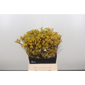 Anigozanthos Yellow Gem