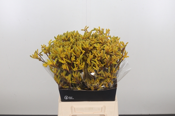 Anigozanthos Yellow Gem