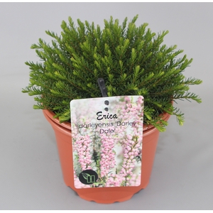 Erica darleyensis 'Darley Dale' C2