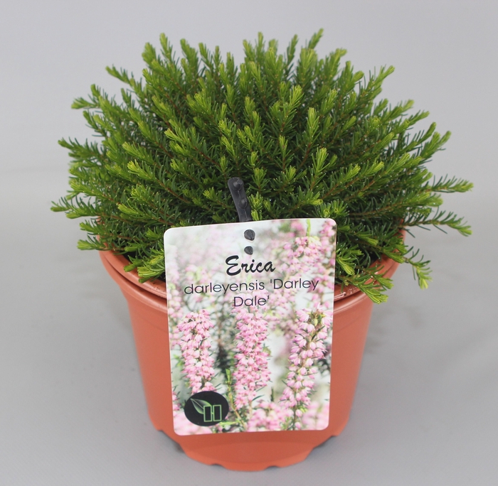 <h4>Erica darleyensis 'Darley Dale' C2</h4>