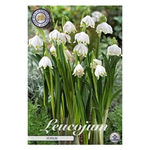 Leucojum Vernum x5 l