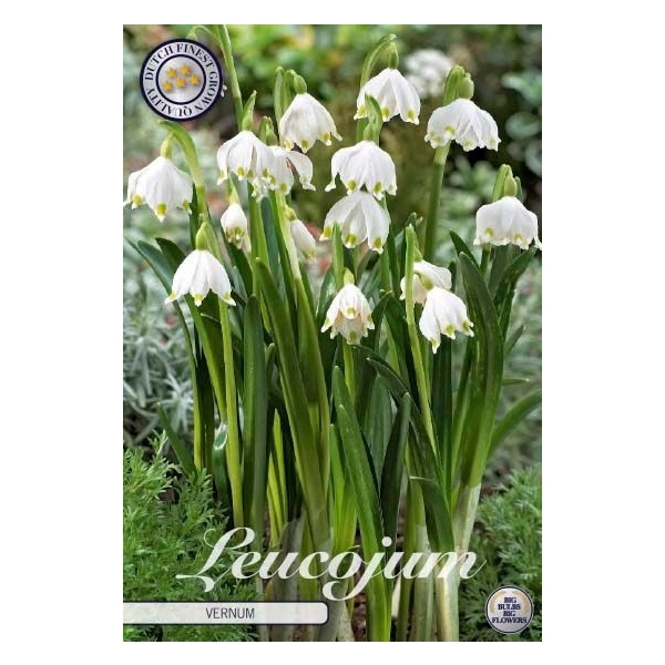 <h4>Leucojum Vernum x5 l</h4>