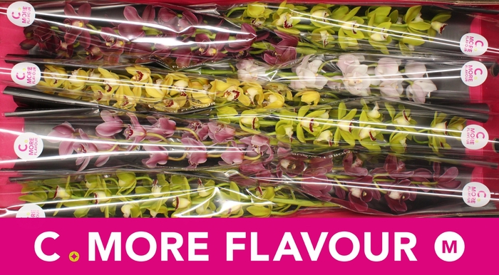 <h4>Mini cymbidium 'Mix' 70 cm</h4>