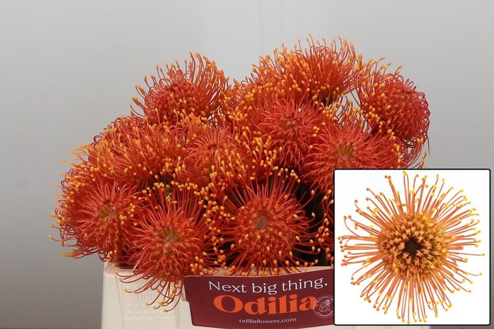 <h4>LEUCO CO GOLD DUST</h4>