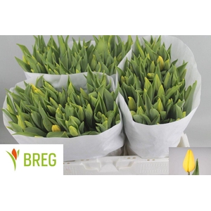 Tulipa si strong gold