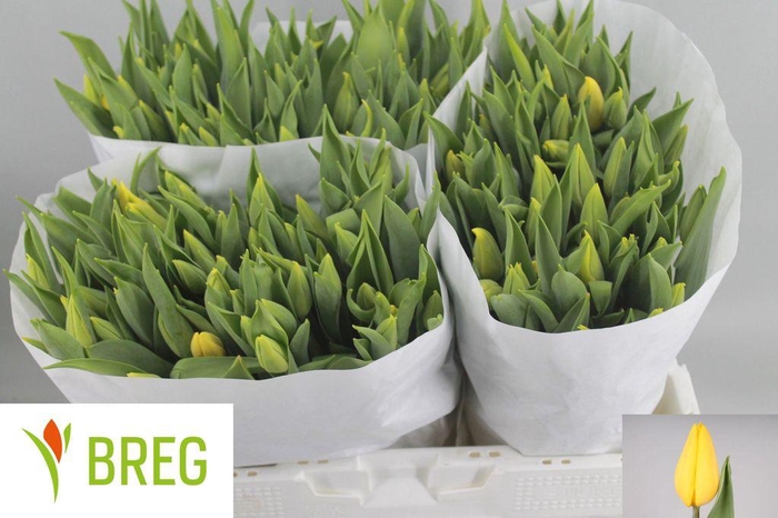 <h4>Tulipa si strong gold</h4>
