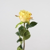 AF Rosa L68cm Yellow
