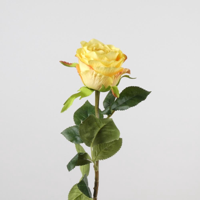 AF Rosa L68cm Yellow