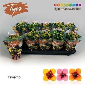 Kalanchoe Tiger - 10,5 cm Tiger Mix