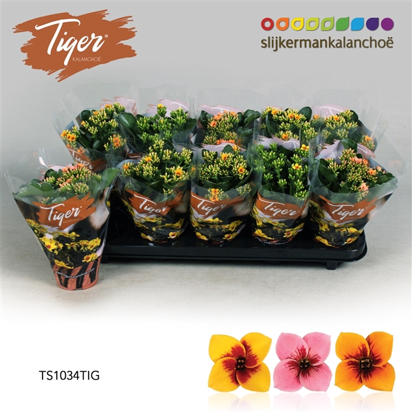<h4>Kalanchoe Tiger - 10,5 cm Tiger Mix</h4>