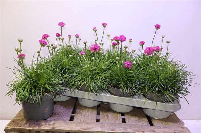 <h4>Arme Mar Rosea</h4>