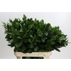 Ruscus Hypophyllum