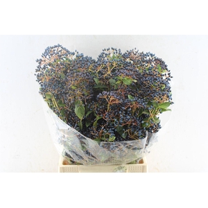 Viburnum Blue Staalbes 200 Gram